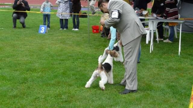 Wystawy psów #AiredaleTerrier #ruvido #szczenięta #terrier