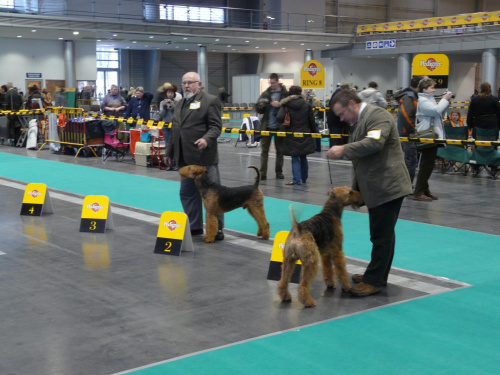 airedale ruvido wystawy #AiredaleTerrier #pies #ruvido #szczenięta #terrier