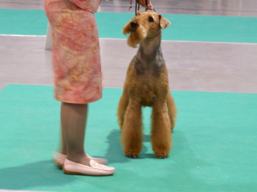 airedale ruvido wystawy #AiredaleTerrier #pies #ruvido #szczenięta #terrier