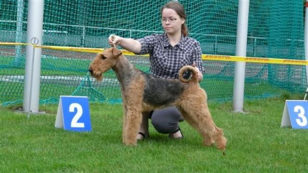 Wystawy psów #AiredaleTerrier #ruvido #szczenięta #terrier