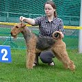 Wystawy psów #AiredaleTerrier #ruvido #szczenięta #terrier