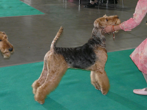 airedale ruvido wystawy #AiredaleTerrier #pies #ruvido #szczenięta #terrier