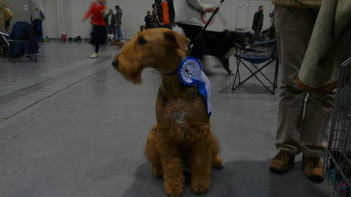 airedale ruvido wystawy #AiredaleTerrier #pies #ruvido #szczenięta #terrier