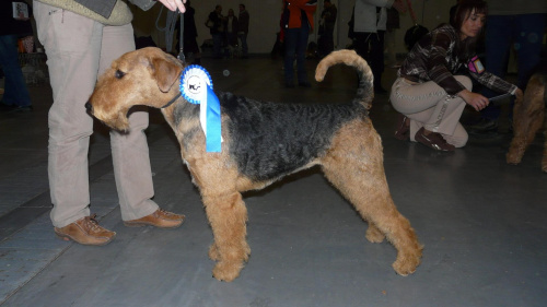 airedale ruvido wystawy #AiredaleTerrier #pies #ruvido #szczenięta #terrier