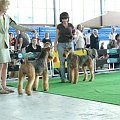 Wystawy psów #airedale #pies #ruvido #szczenięta #terier #terrier