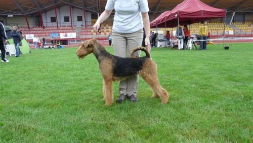 Wystawy psów #AiredaleTerrier #ruvido #szczenięta #terrier