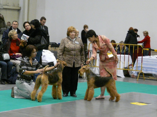 airedale ruvido wystawy #AiredaleTerrier #pies #ruvido #szczenięta #terrier