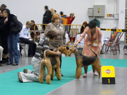 airedale ruvido wystawy #AiredaleTerrier #pies #ruvido #szczenięta #terrier