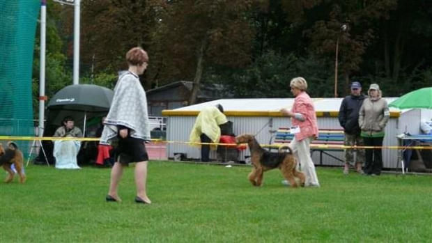 Wystawy psów #AiredaleTerrier #ruvido #szczenięta #terrier