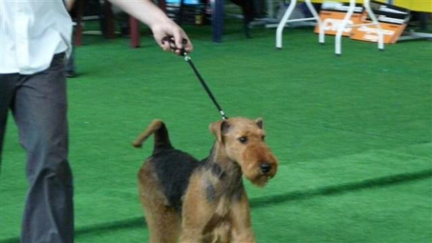 Wystawy psów #AiredaleTerrier #ruvido #szczenięta #terrier