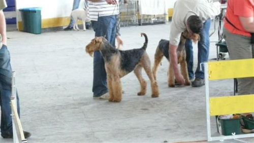 Wystawy psów #airedale #pies #ruvido #szczenięta #terier #terrier