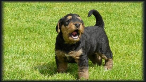 airedale ruvido #AiredaleTerrier #pies #ruvido #szczenięta #terrier