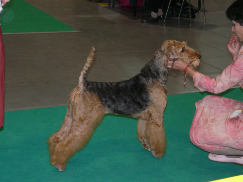 airedale ruvido wystawy #AiredaleTerrier #pies #ruvido #szczenięta #terrier