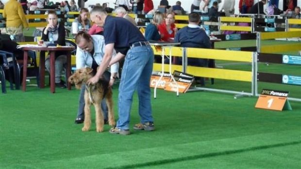 Wystawy psów #AiredaleTerrier #ruvido #szczenięta #terrier