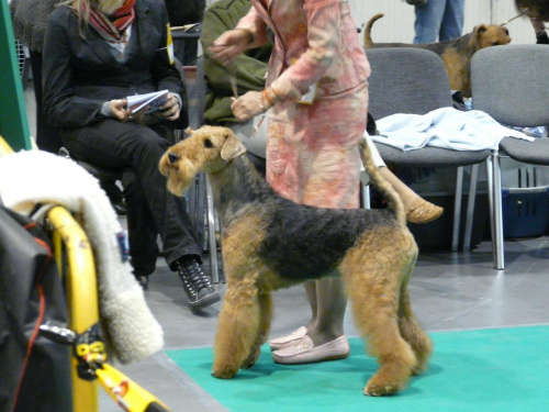 airedale ruvido wystawy #AiredaleTerrier #pies #ruvido #szczenięta #terrier