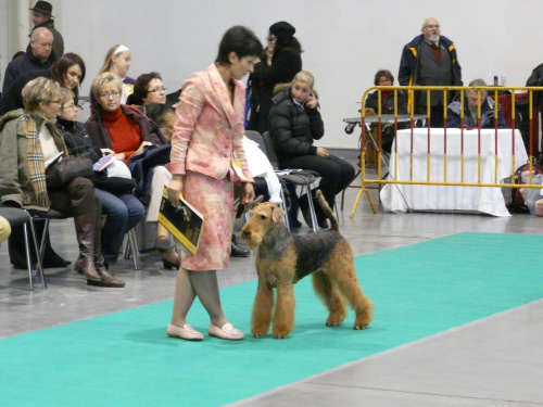 airedale ruvido wystawy #AiredaleTerrier #pies #ruvido #szczenięta #terrier