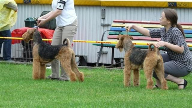 Wystawy psów #AiredaleTerrier #ruvido #szczenięta #terrier