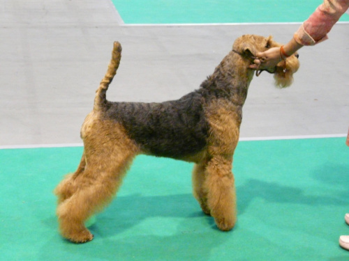 airedale ruvido wystawy #AiredaleTerrier #pies #ruvido #szczenięta #terrier