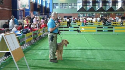 Wystawy psów #AiredaleTerrier #ruvido #szczenięta #terrier