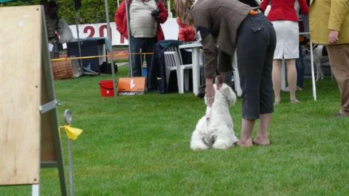 Wystawy psów #AiredaleTerrier #ruvido #szczenięta #terrier