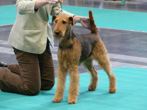 airedale ruvido wystawy #AiredaleTerrier #pies #ruvido #szczenięta #terrier