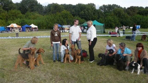 Wystawy psów #airedale #pies #ruvido #szczenięta #terier #terrier