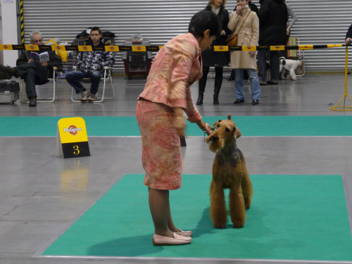 airedale ruvido wystawy #AiredaleTerrier #pies #ruvido #szczenięta #terrier