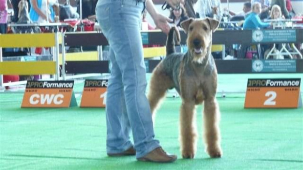 Wystawy psów #airedale #pies #ruvido #szczenięta #terier #terrier