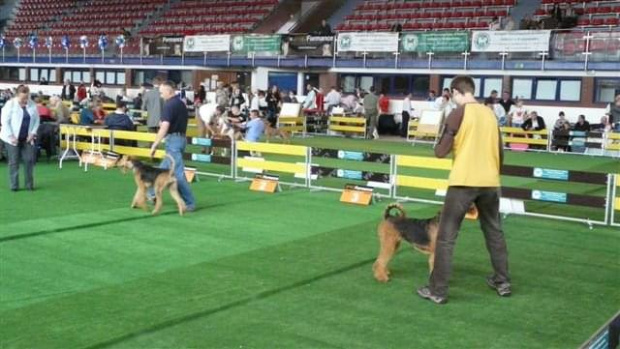 Wystawy psów #AiredaleTerrier #ruvido #szczenięta #terrier