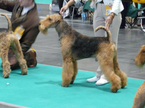 airedale ruvido wystawy #AiredaleTerrier #pies #ruvido #szczenięta #terrier