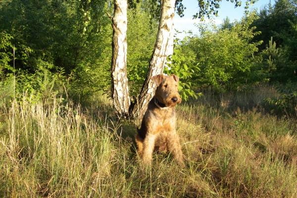 airedale ruvido wystawy #AiredaleTerrier #pies #ruvido #szczenięta #terrier