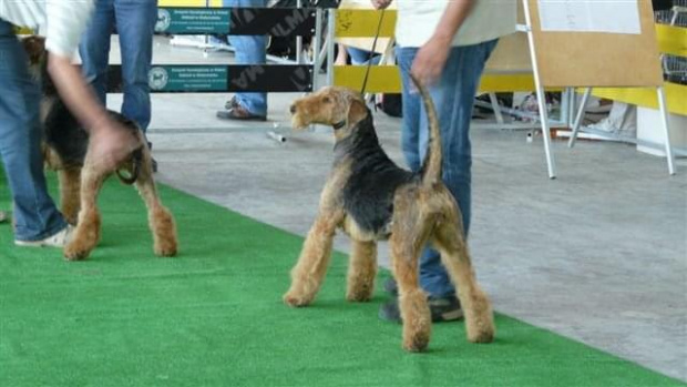 Wystawy psów #airedale #pies #ruvido #szczenięta #terier #terrier