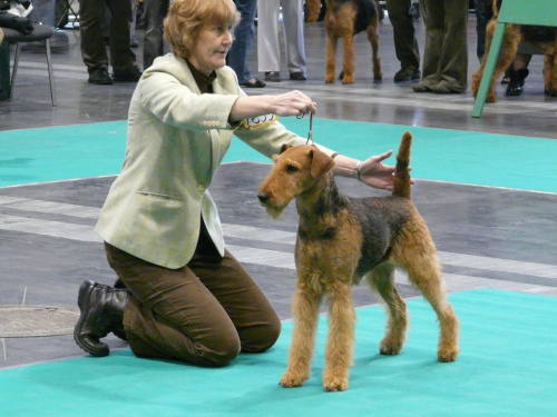 airedale ruvido wystawy #AiredaleTerrier #pies #ruvido #szczenięta #terrier