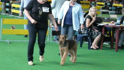 Wystawy psów #AiredaleTerrier #ruvido #szczenięta #terrier