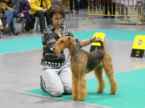 airedale ruvido wystawy #AiredaleTerrier #pies #ruvido #szczenięta #terrier