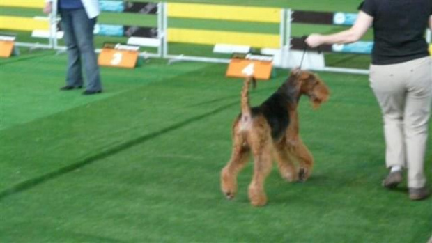 Wystawy psów #AiredaleTerrier #ruvido #szczenięta #terrier