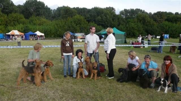 Wystawy psów #airedale #pies #ruvido #szczenięta #terier #terrier