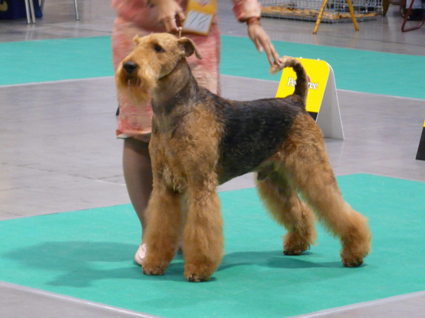 airedale ruvido wystawy #AiredaleTerrier #pies #ruvido #szczenięta #terrier