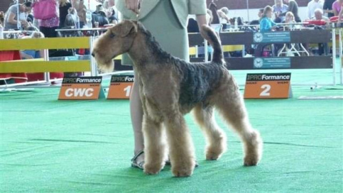 Wystawy psów #airedale #pies #ruvido #szczenięta #terier #terrier