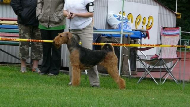 Wystawy psów #AiredaleTerrier #ruvido #szczenięta #terrier