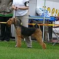 Wystawy psów #AiredaleTerrier #ruvido #szczenięta #terrier