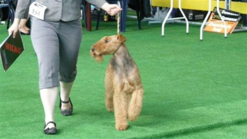 Wystawy psów #AiredaleTerrier #ruvido #szczenięta #terrier