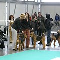 airedale ruvido wystawy #AiredaleTerrier #pies #ruvido #szczenięta #terrier