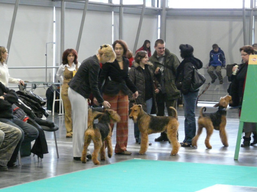 airedale ruvido wystawy #AiredaleTerrier #pies #ruvido #szczenięta #terrier