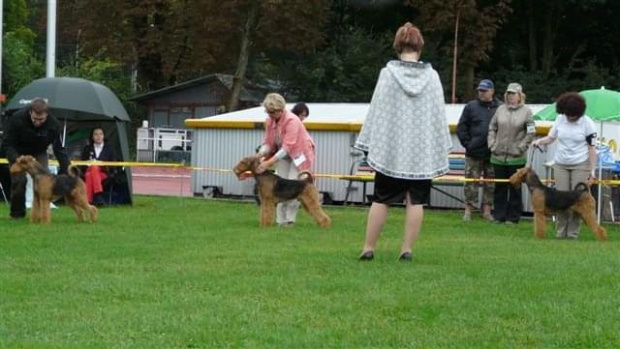 Wystawy psów #AiredaleTerrier #ruvido #szczenięta #terrier