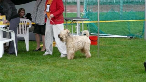 Wystawy psów #AiredaleTerrier #ruvido #szczenięta #terrier