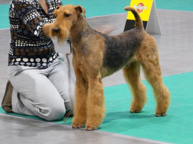 airedale ruvido wystawy #AiredaleTerrier #pies #ruvido #szczenięta #terrier