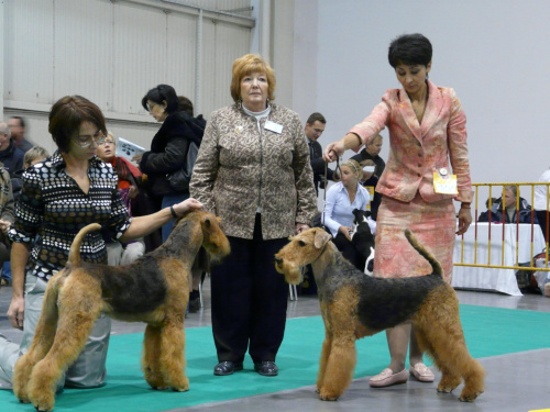 airedale ruvido wystawy #AiredaleTerrier #pies #ruvido #szczenięta #terrier