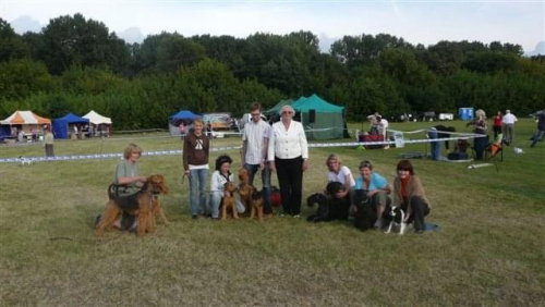 Wystawy psów #airedale #pies #ruvido #szczenięta #terier #terrier