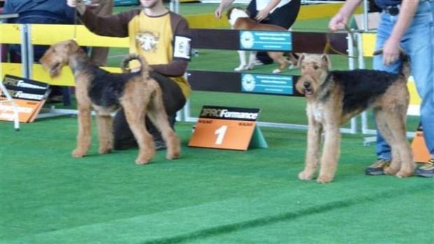 Wystawy psów #AiredaleTerrier #ruvido #szczenięta #terrier